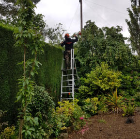 tree surgeon working on hedge trimming