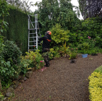 tree surgeon working on hedge trimming